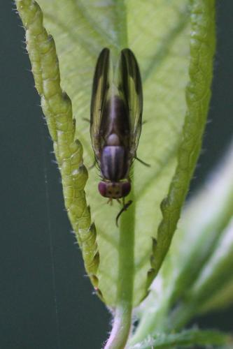 Réf. 283 890 : Peplomyza litura